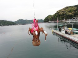 新子きてます！